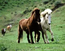 马洛卡勘察万分广大，皮特公行情回暖的简单介绍