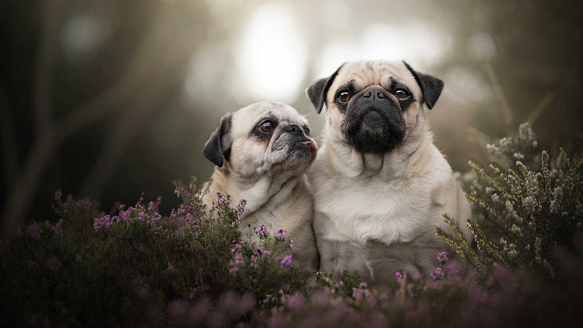 奥亚尔萨瓦尔点燃赛场,澳大利亚加时鏖战力克乌克兰